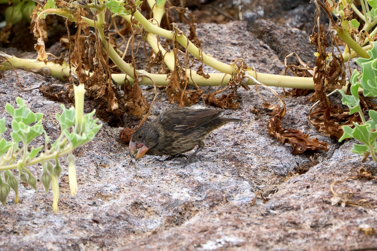 Large Ground-Finch - ML643455569