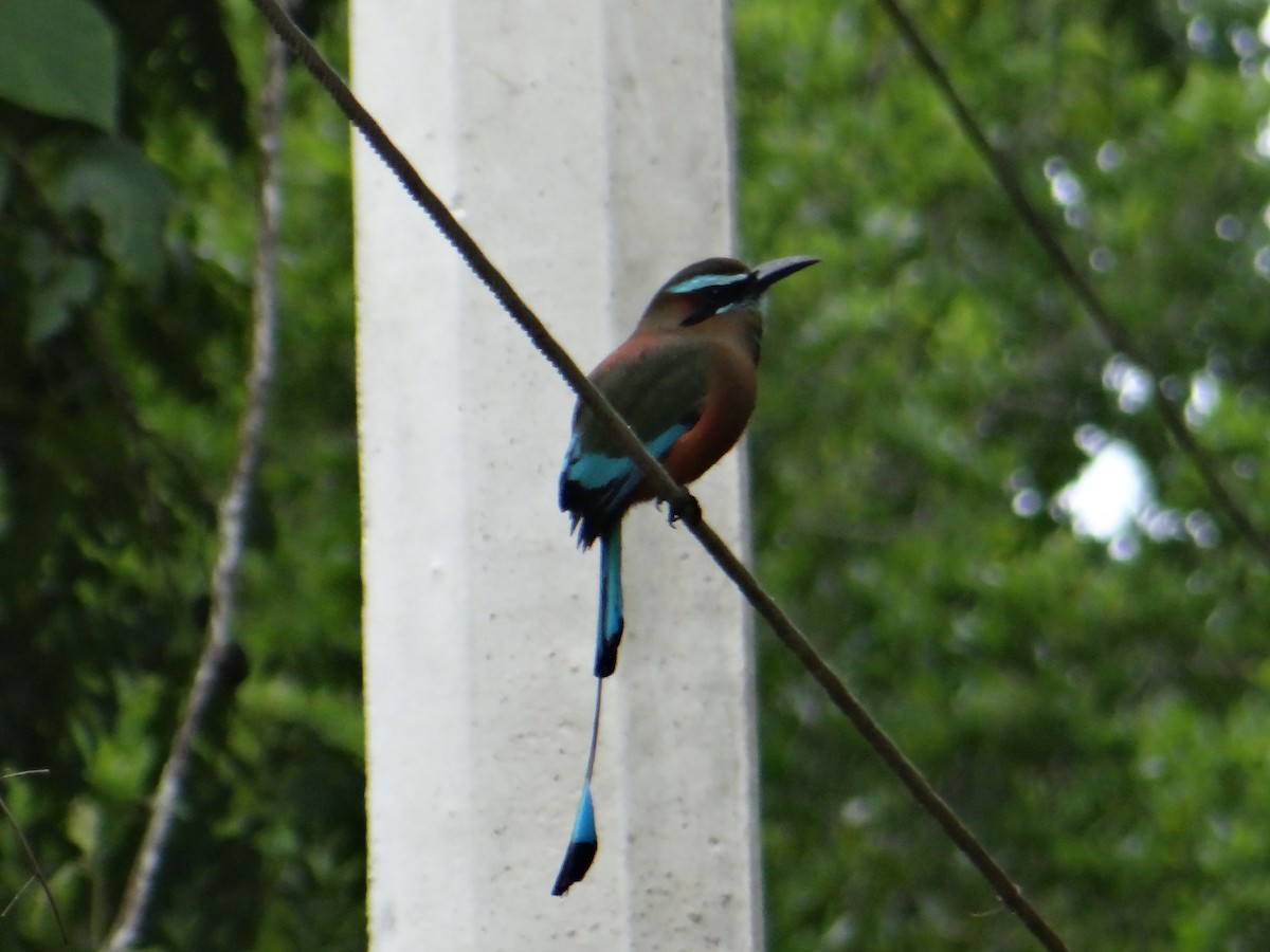 Turquoise-browed Motmot - ML643455572