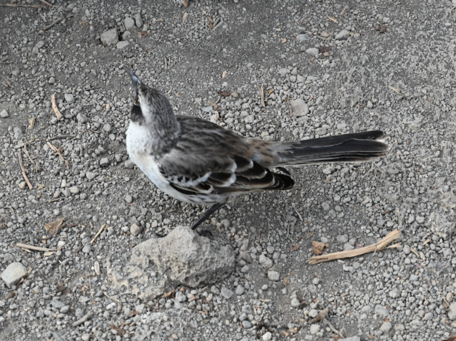 Galapagos Mockingbird - ML643455576