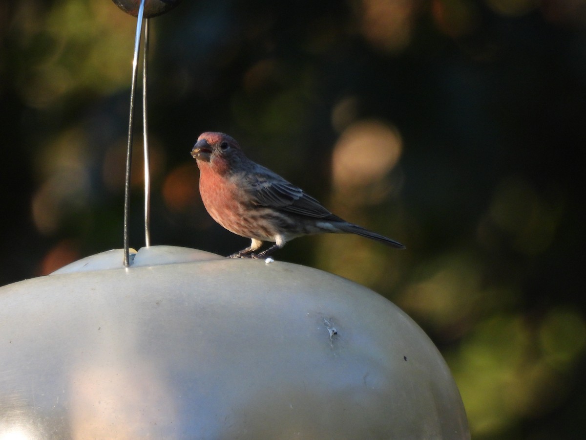 House Finch - ML643455589
