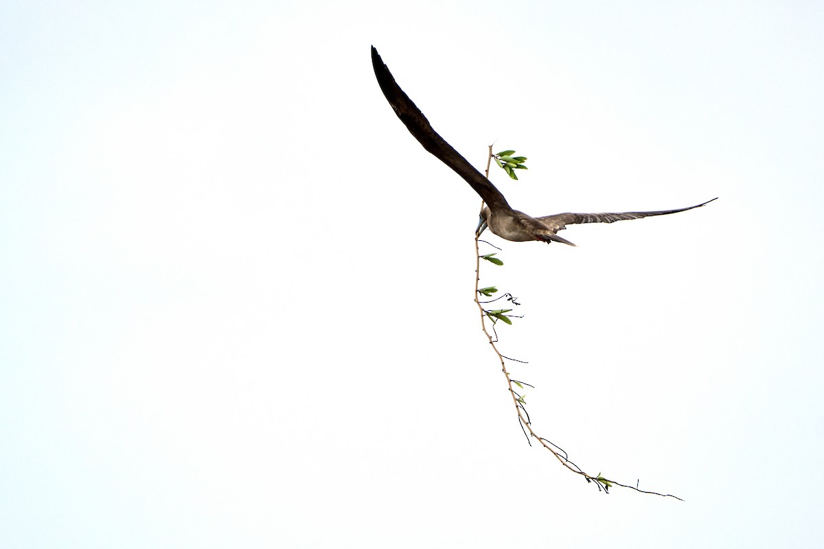 Red-footed Booby (Eastern Pacific) - ML643455592
