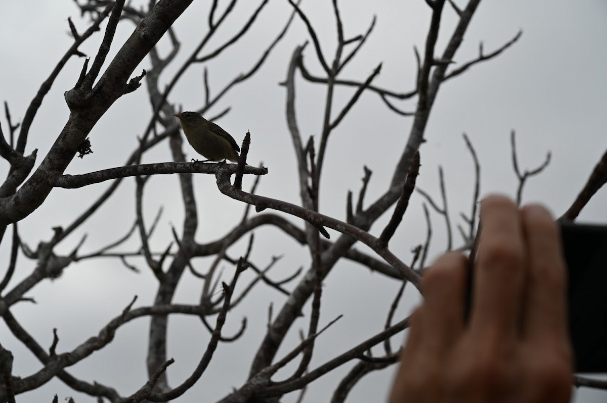 Gray Warbler-Finch - ML643455596