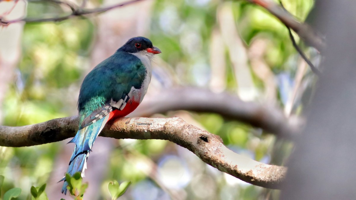 Cuban Trogon - ML643455597