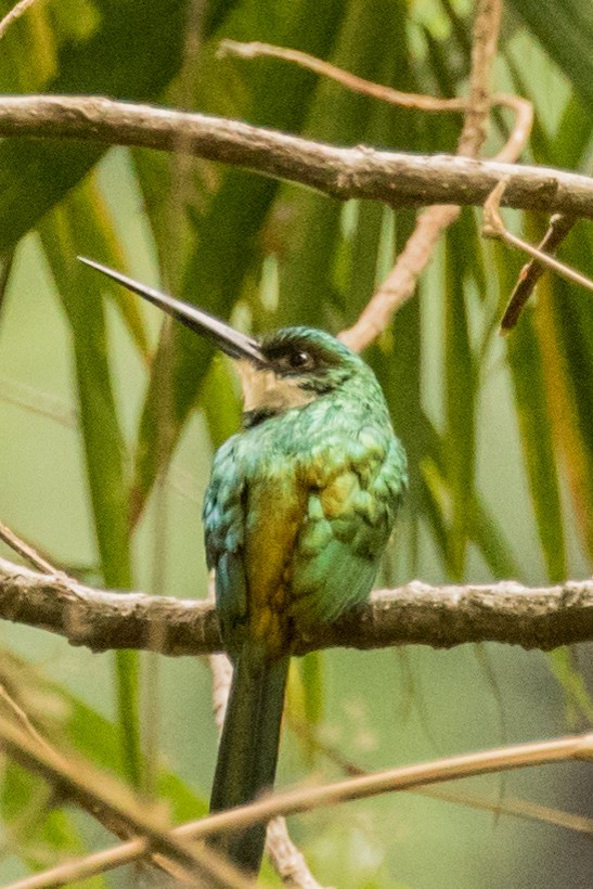 Rufous-tailed Jacamar - ML643455606