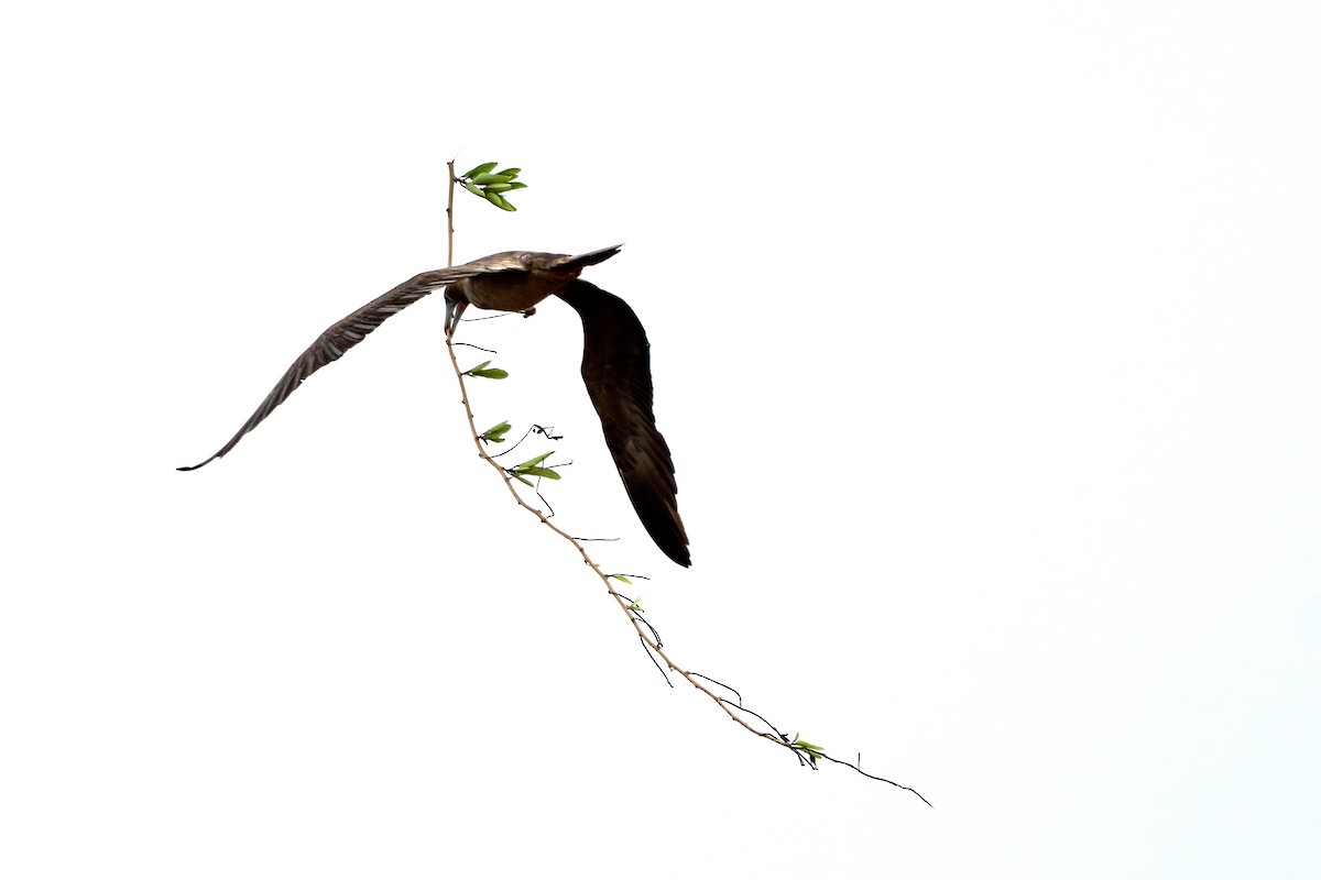 Red-footed Booby (Eastern Pacific) - ML643455610