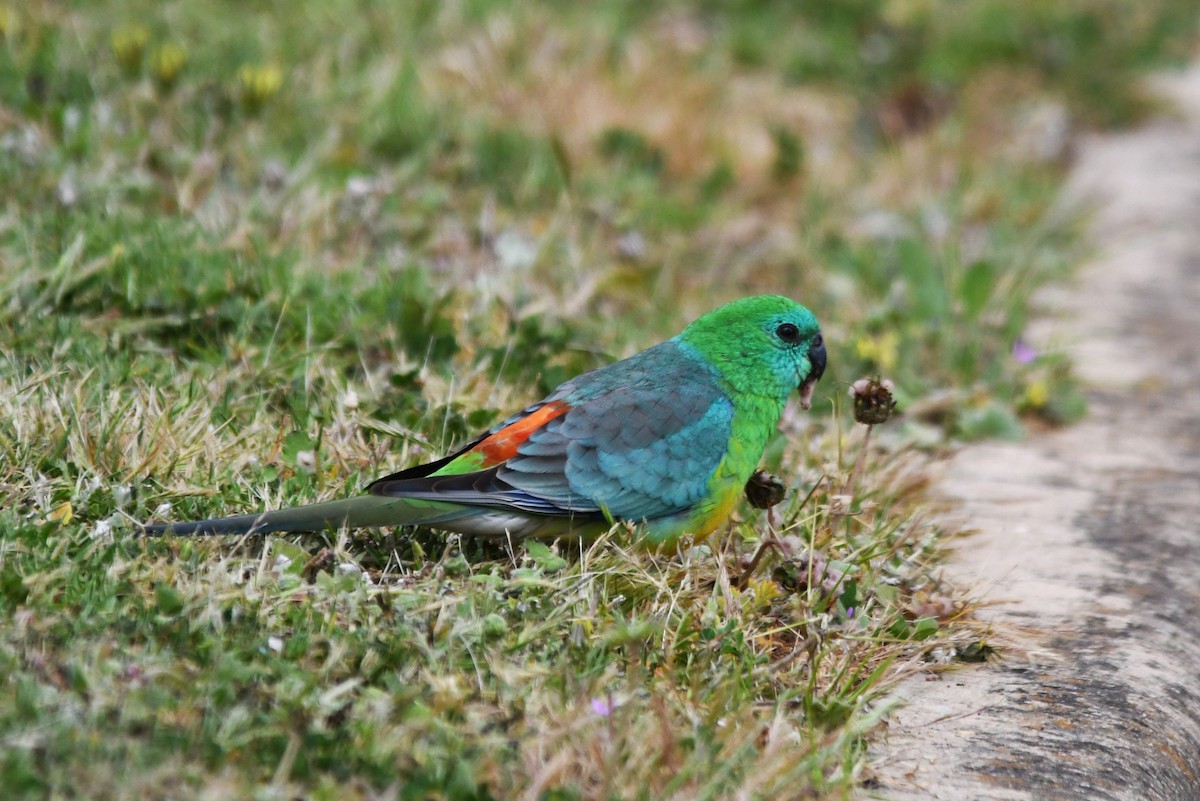 Red-rumped Parrot - ML643455615