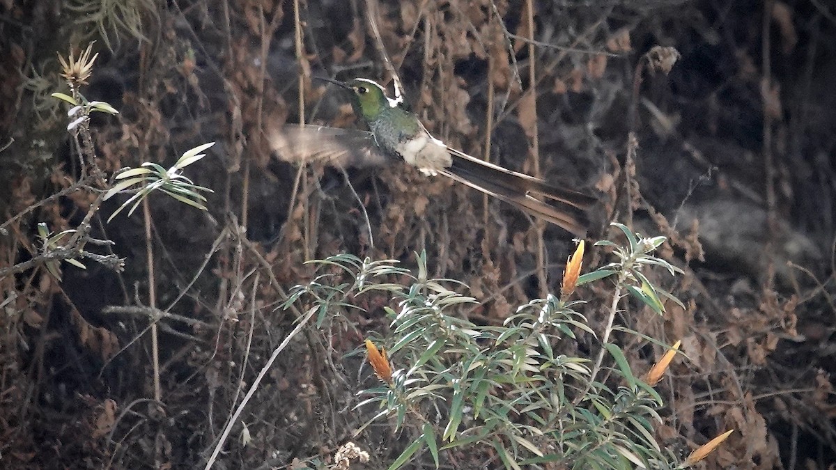 Red-tailed Comet - ML643455625