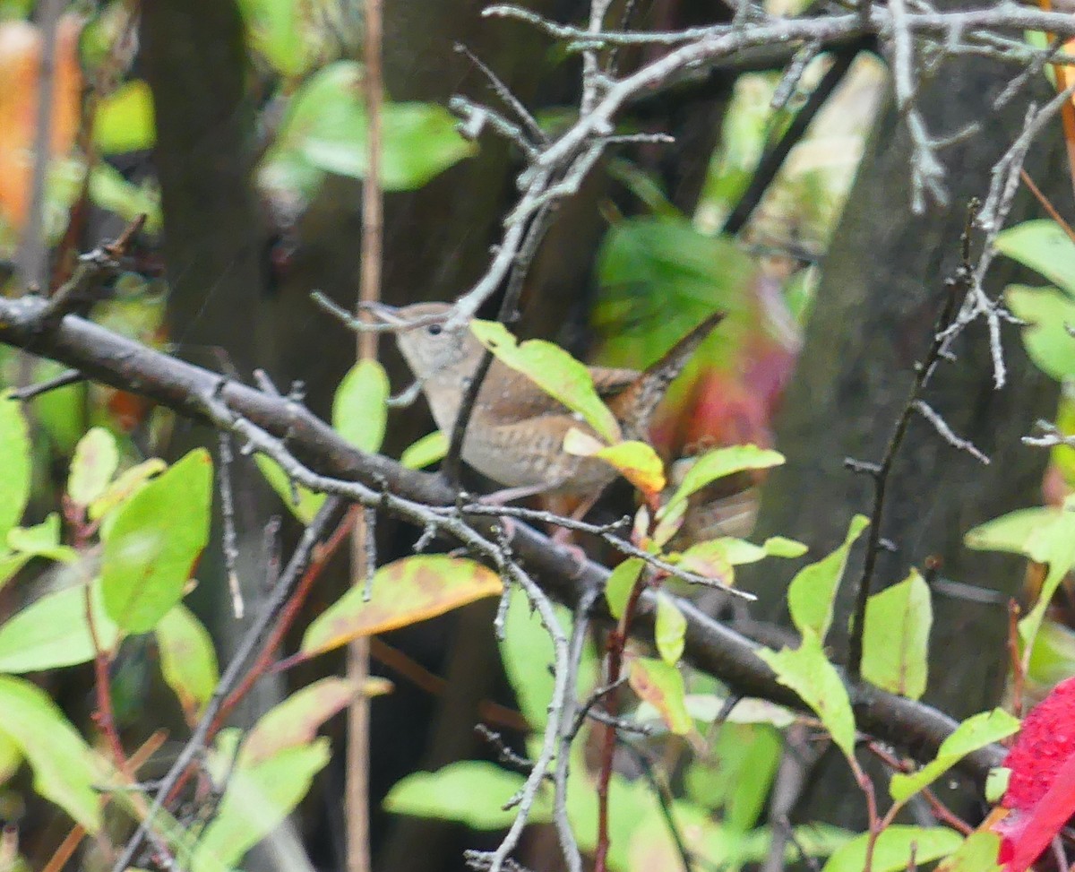 Northern House Wren (Northern) - ML643455627