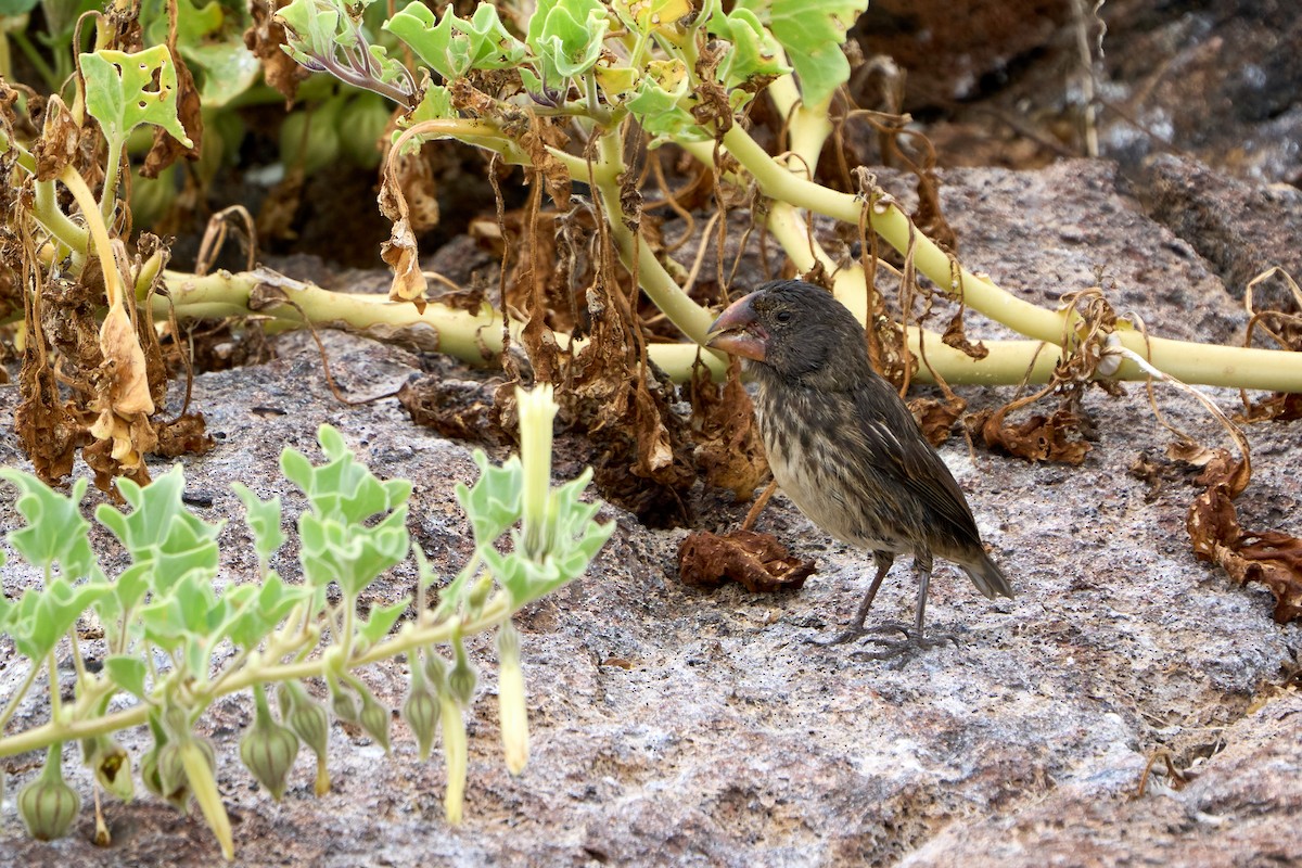 Large Ground-Finch - ML643455631