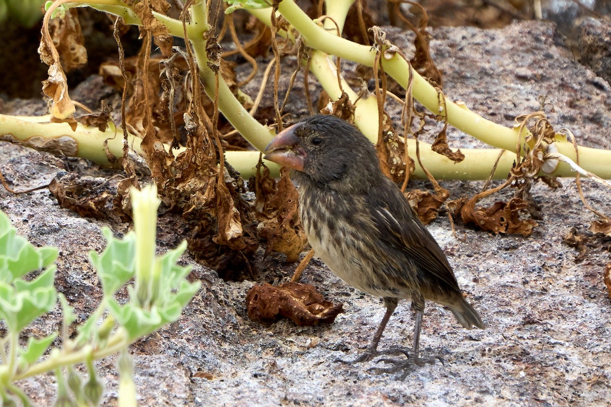 Large Ground-Finch - ML643455636