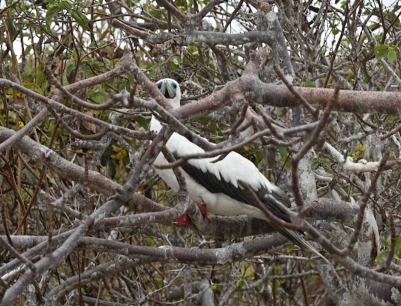 Red-footed Booby - ML643455643