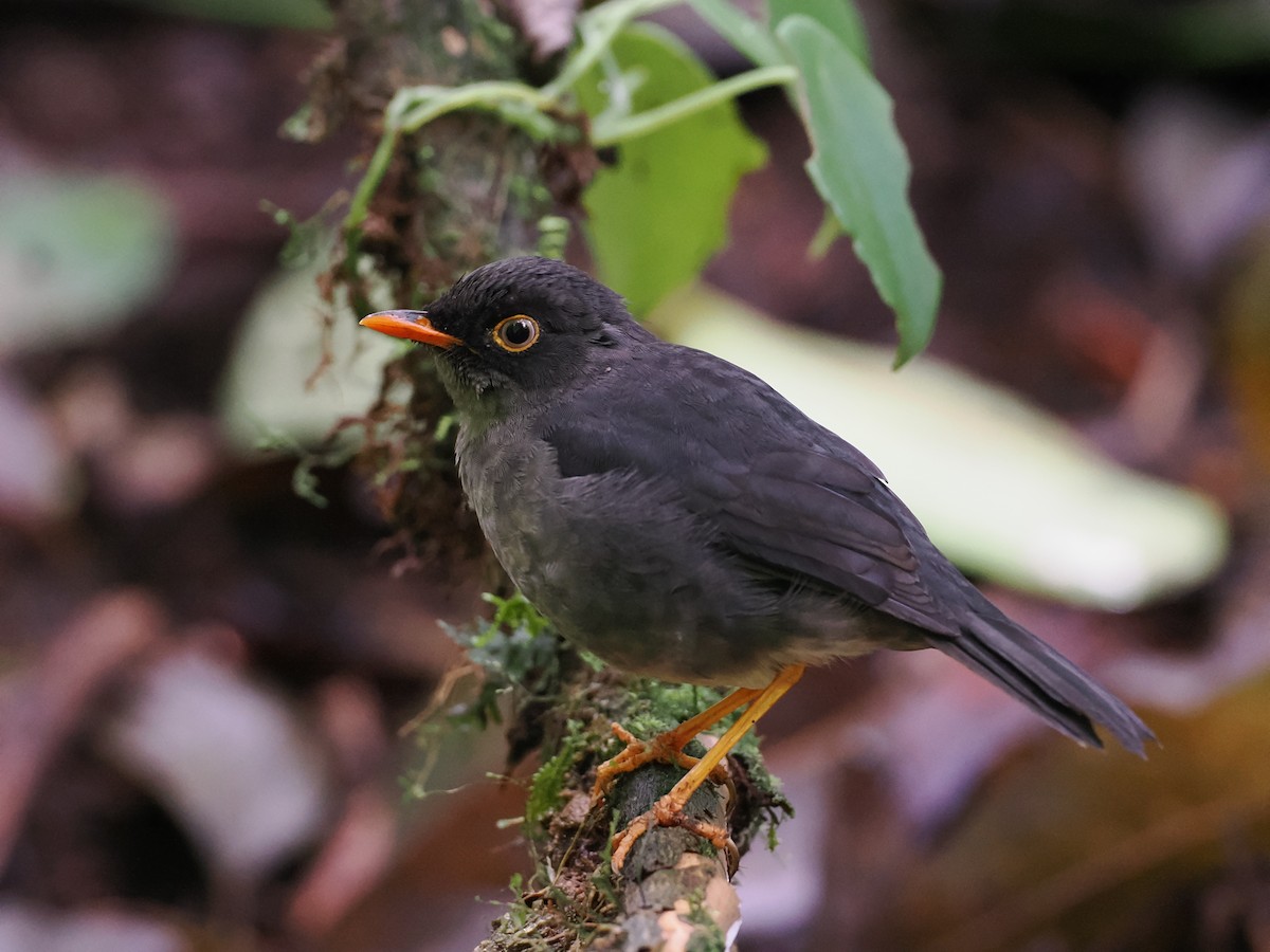 Slaty-backed Nightingale-Thrush - ML643455648