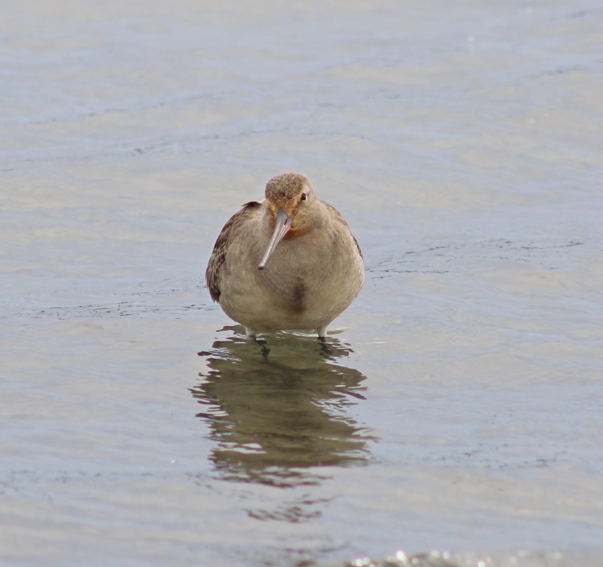Hudsonian Godwit - ML643455677