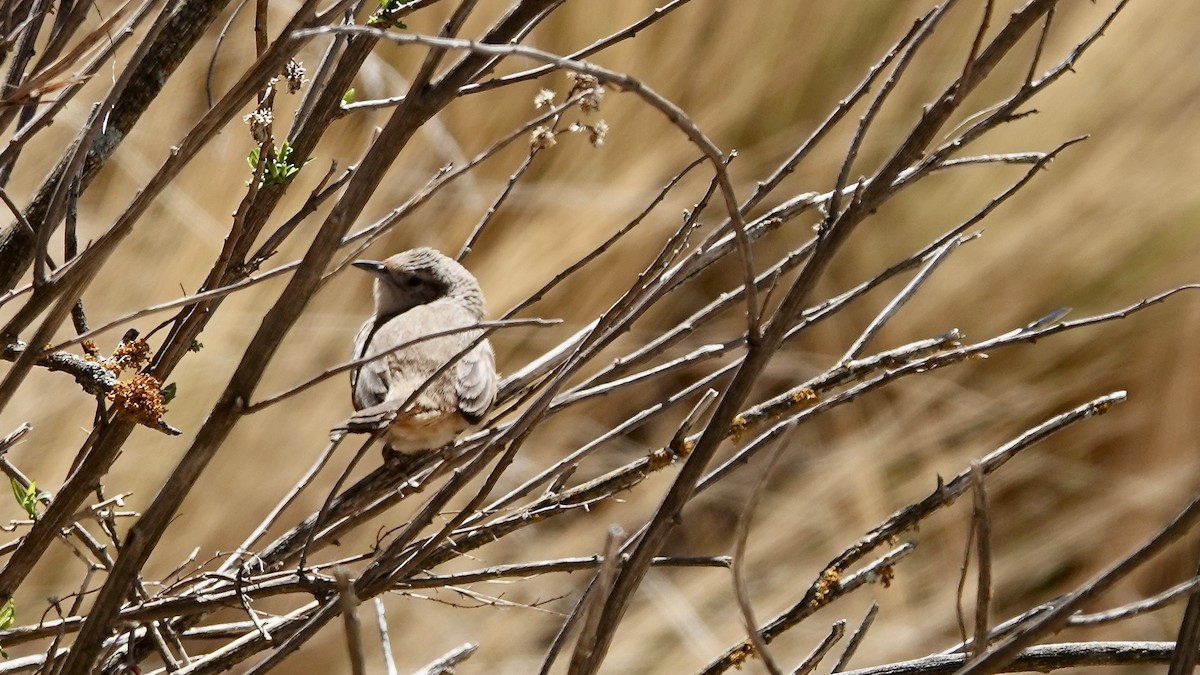 Streak-fronted Thornbird - ML643455678