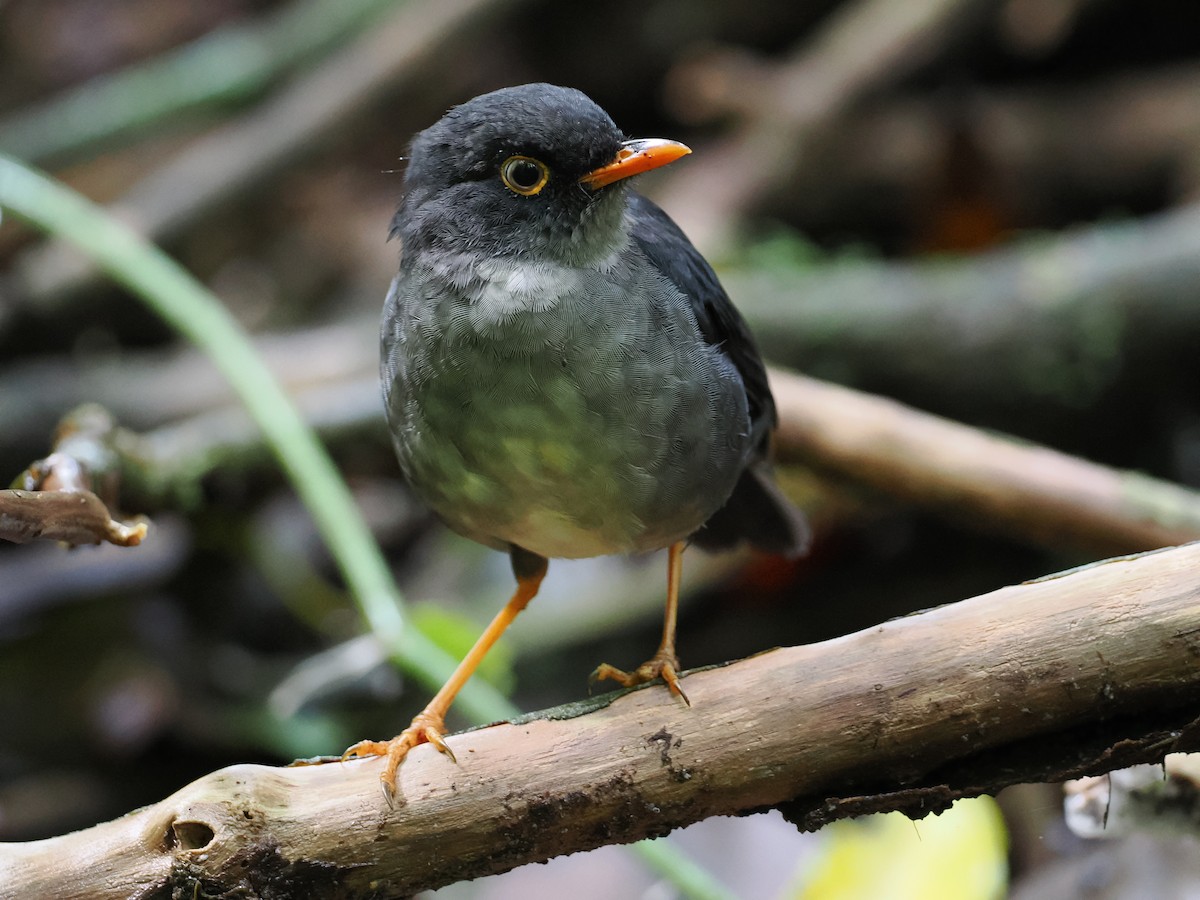 Slaty-backed Nightingale-Thrush - ML643455680