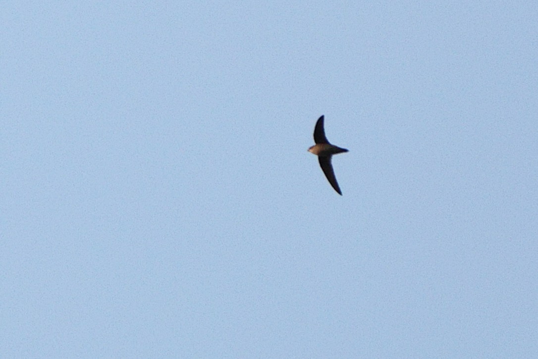 Chimney Swift - ML643455683