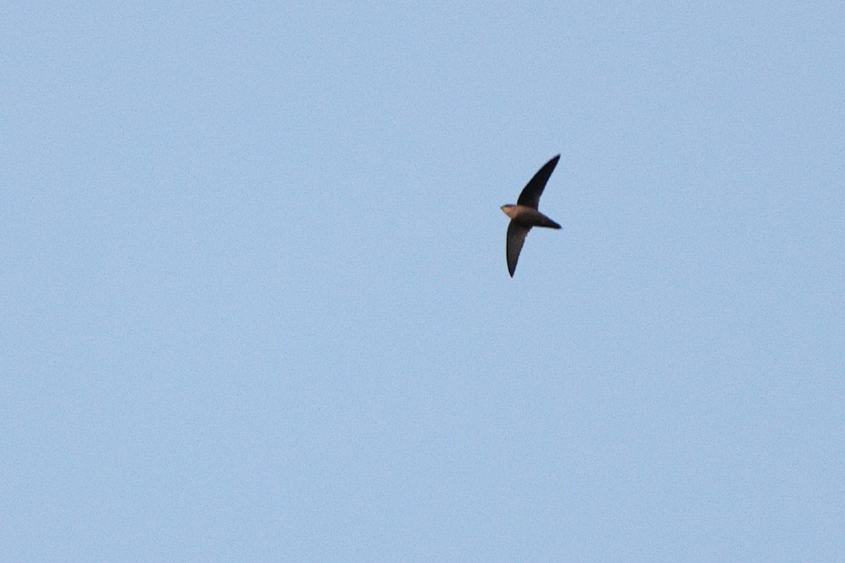Chimney Swift - ML643455684