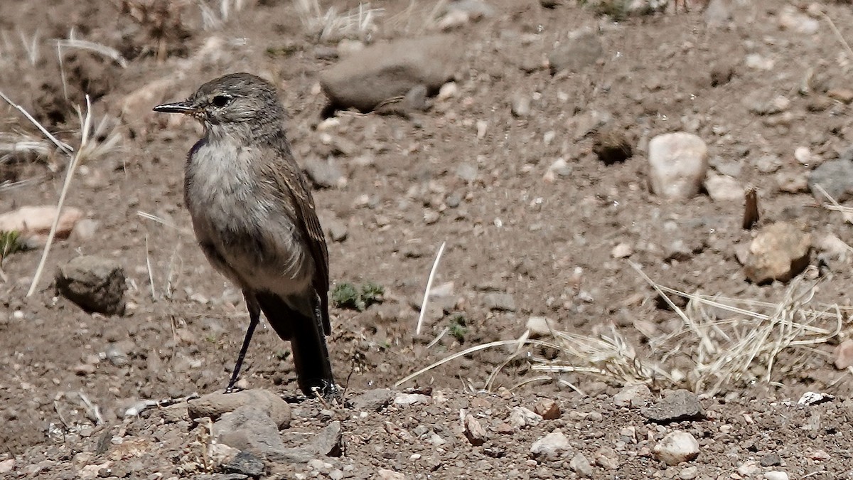 Spot-billed Ground-Tyrant - ML643455689