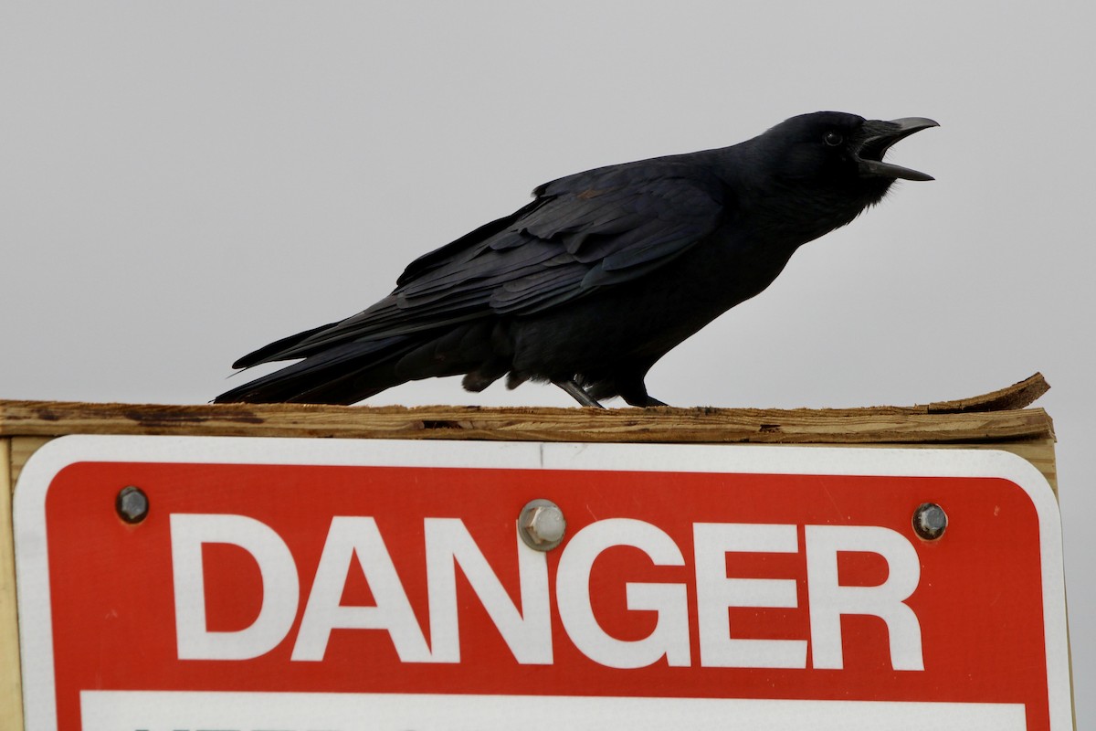 Fish Crow - ML643455703
