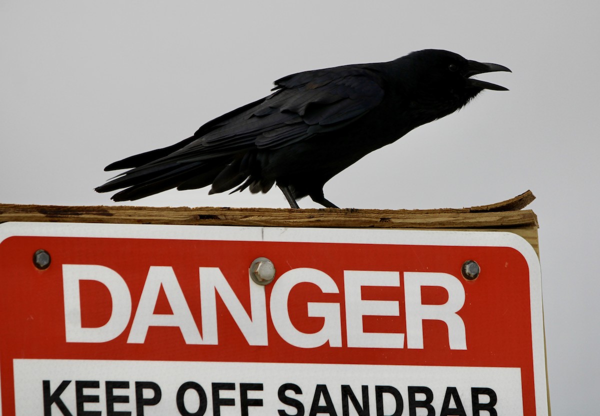 Fish Crow - ML643455705