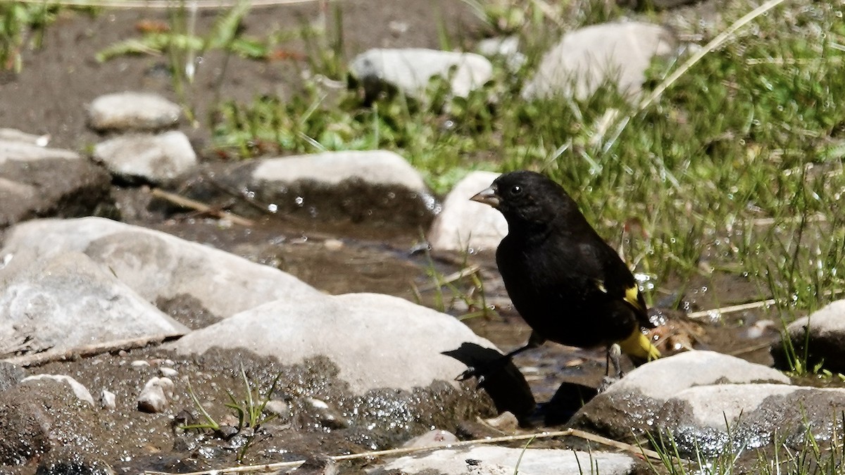 Black Siskin - ML643455717