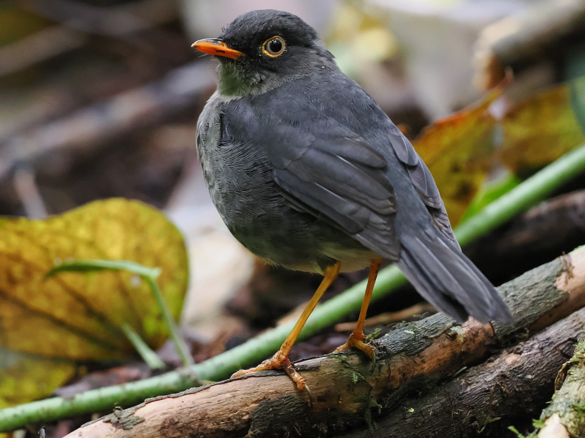 Slaty-backed Nightingale-Thrush - ML643455726