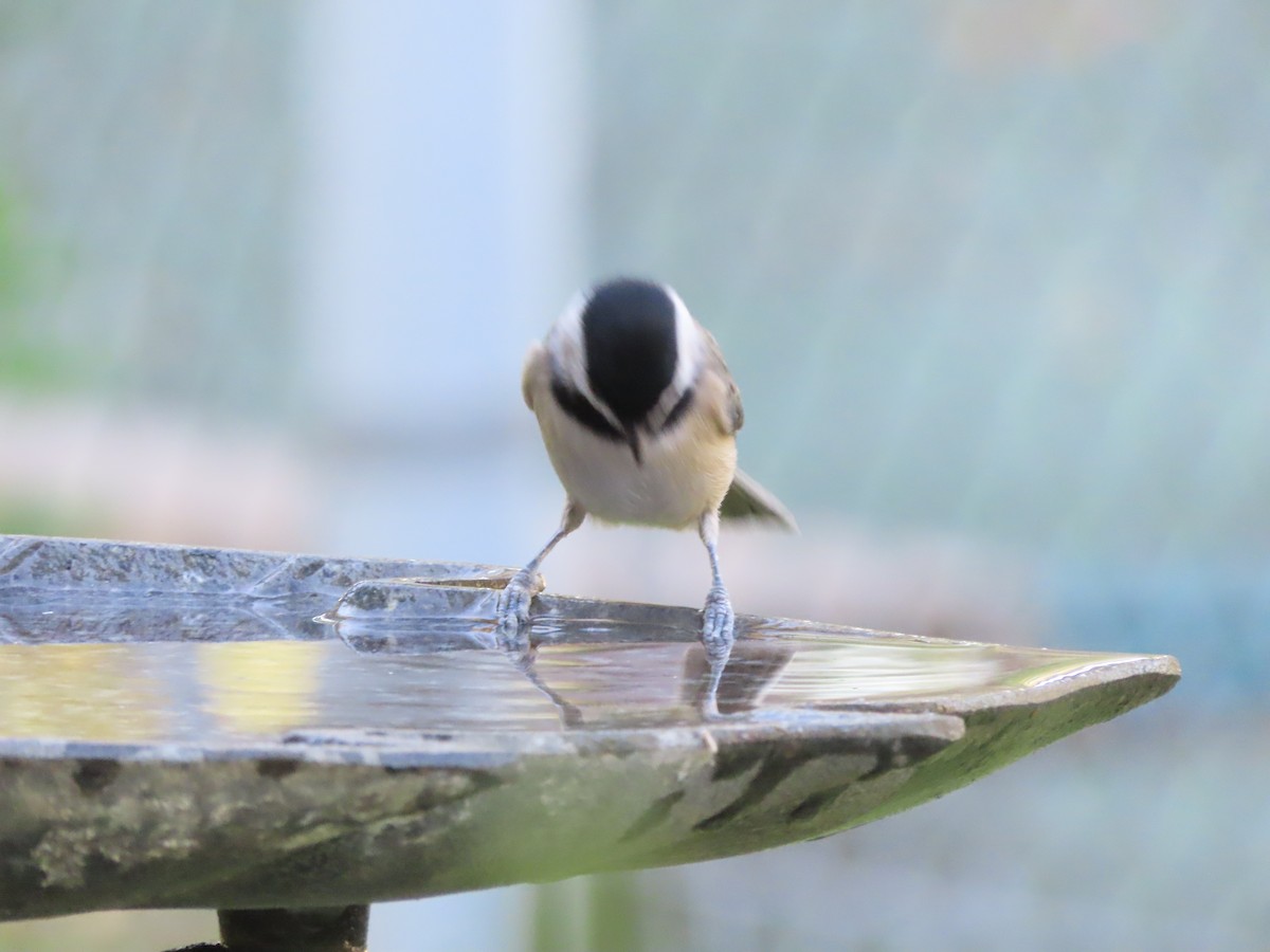 カロライナコガラ - ML643455736