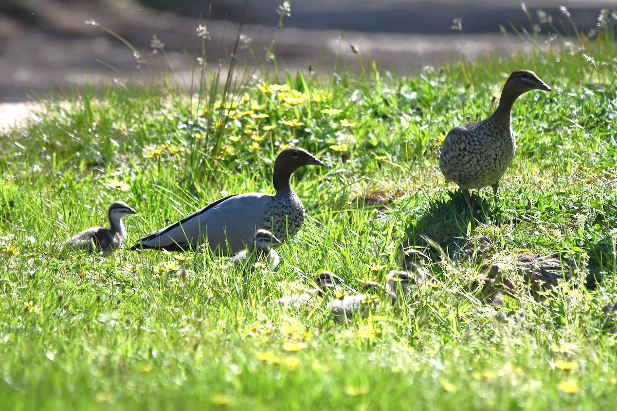 Maned Duck - ML643455760