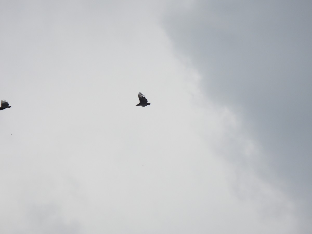 Урубу - ML643455762