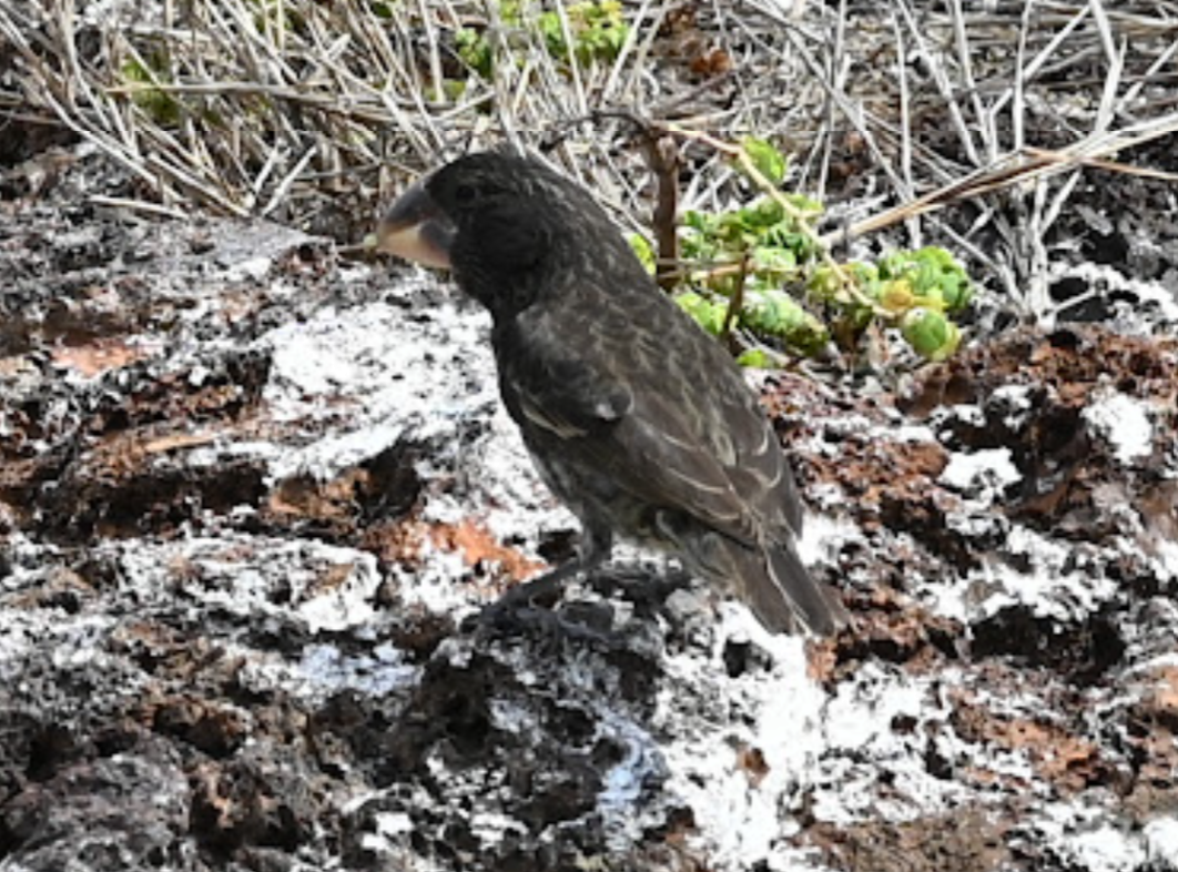 Large Ground-Finch - ML643455776
