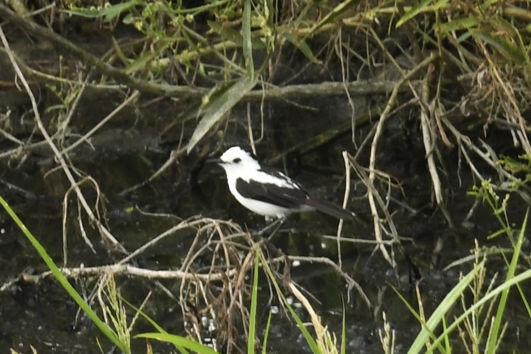 Pied Water-Tyrant - ML643455785