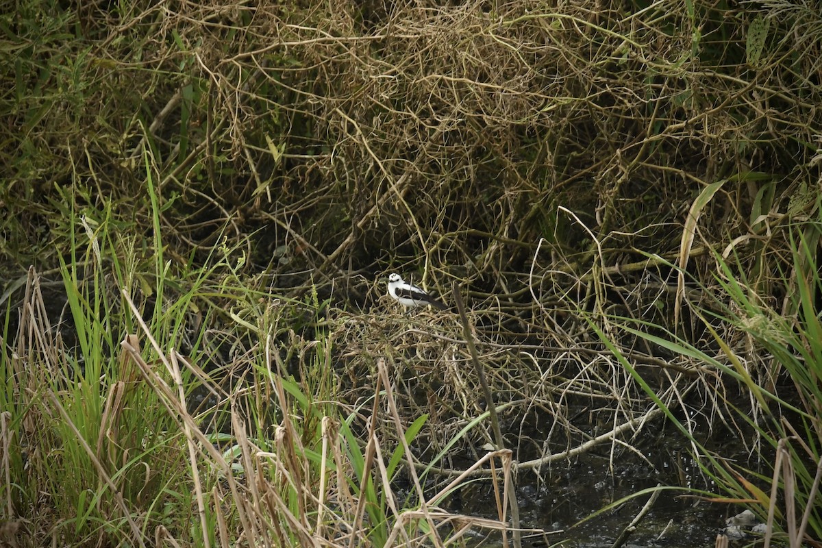 Pied Water-Tyrant - ML643455786