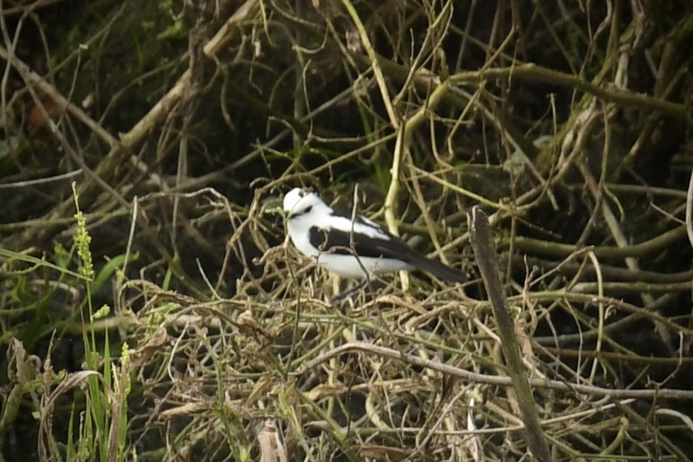 Pied Water-Tyrant - ML643455787