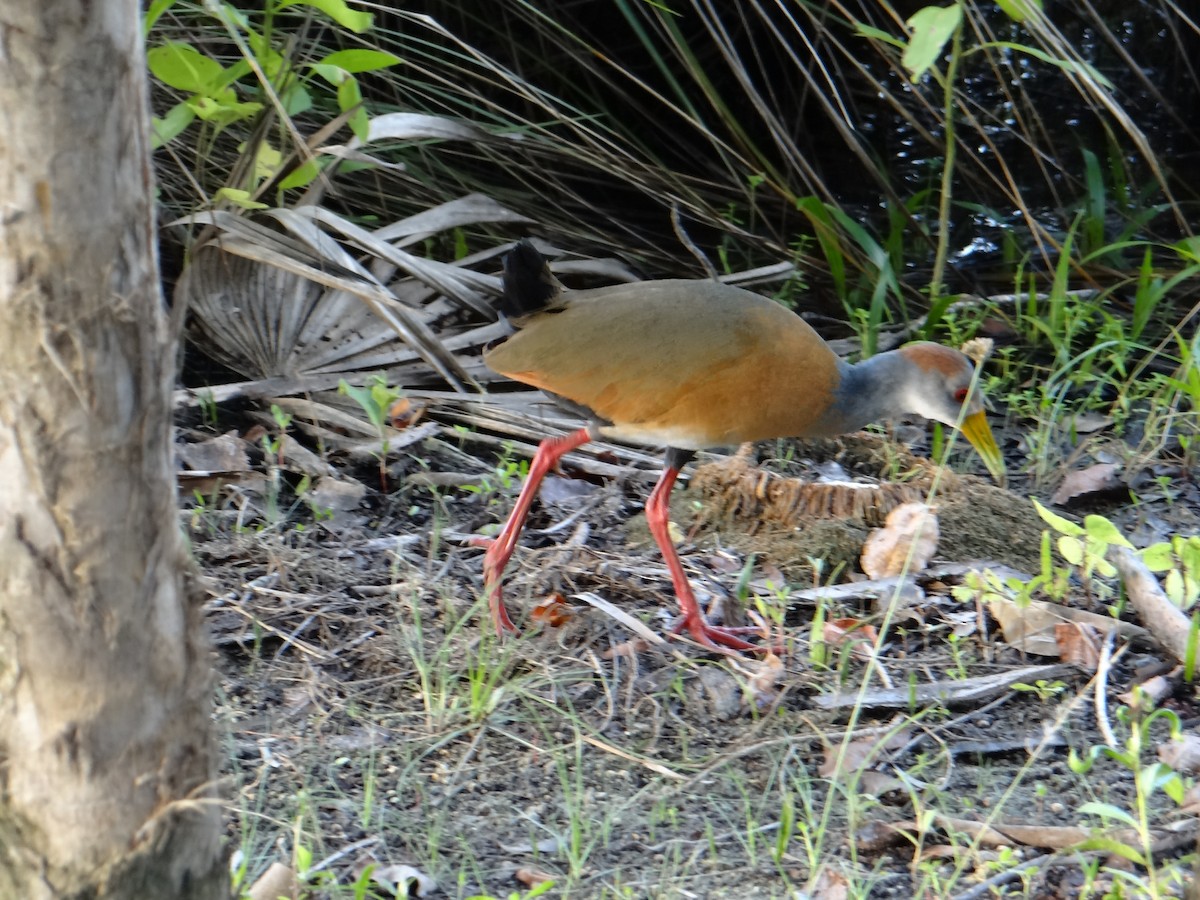 Russet-naped Wood-Rail - ML643455789