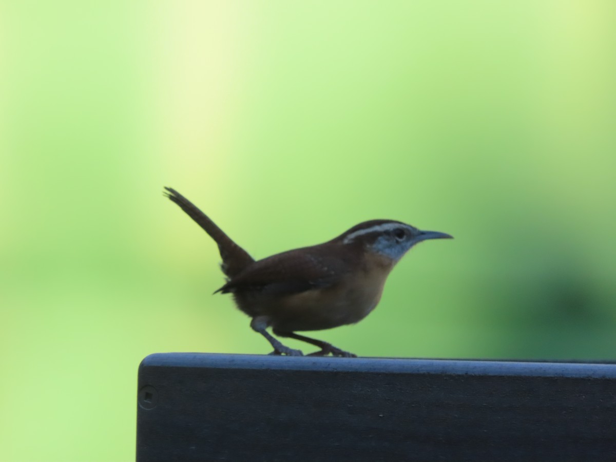 Carolina Wren - ML643455793
