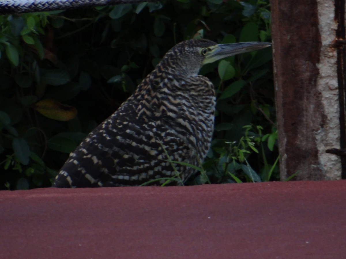 Bare-throated Tiger-Heron - ML643455807