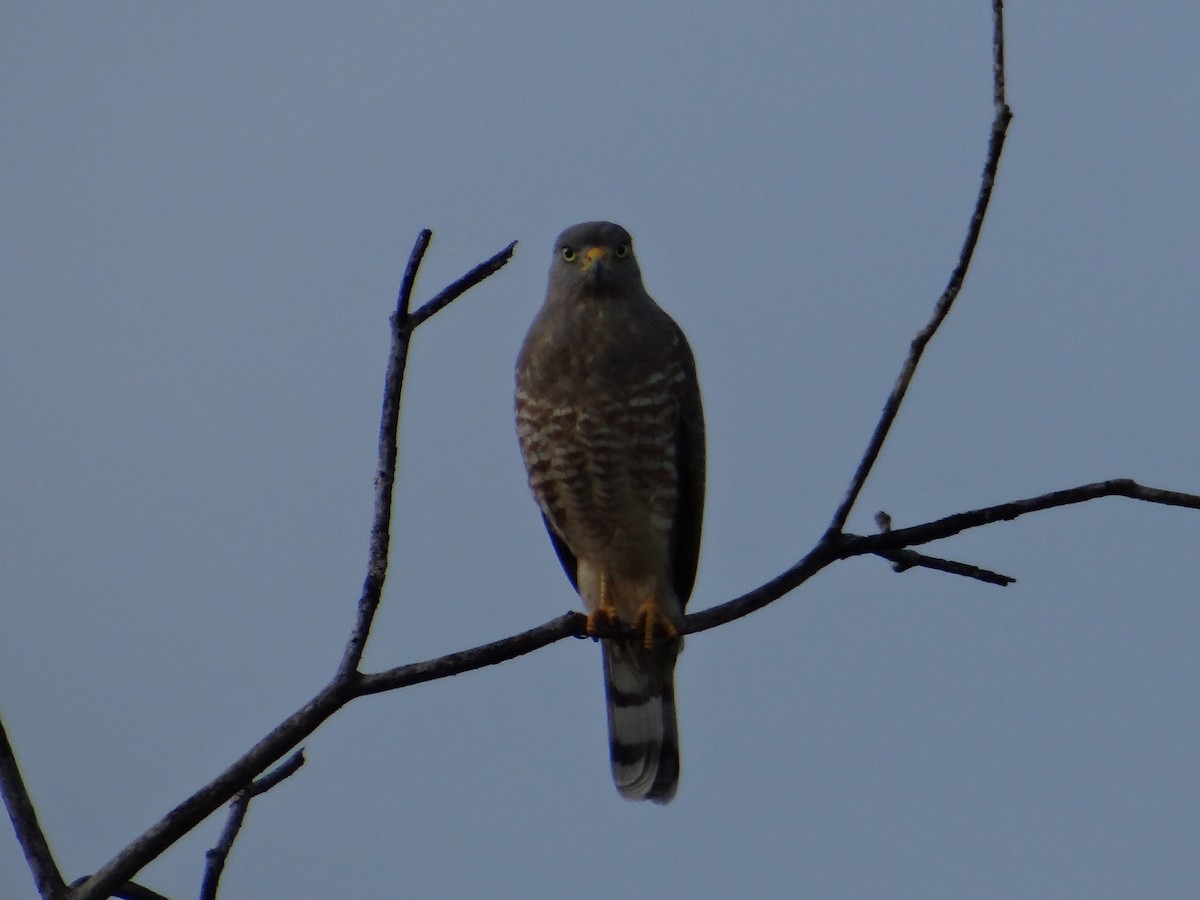 Roadside Hawk - ML643455818