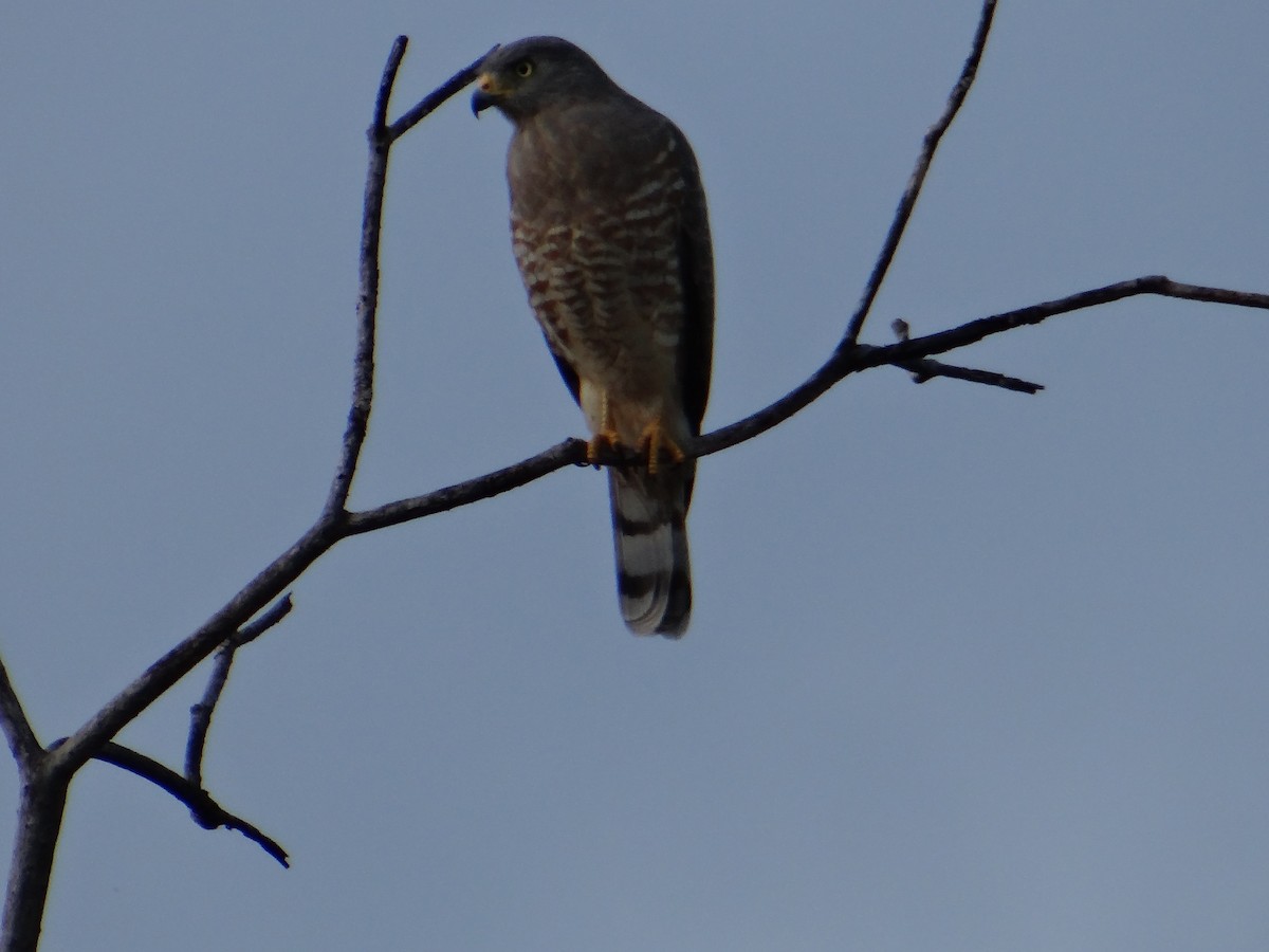 Roadside Hawk - ML643455819