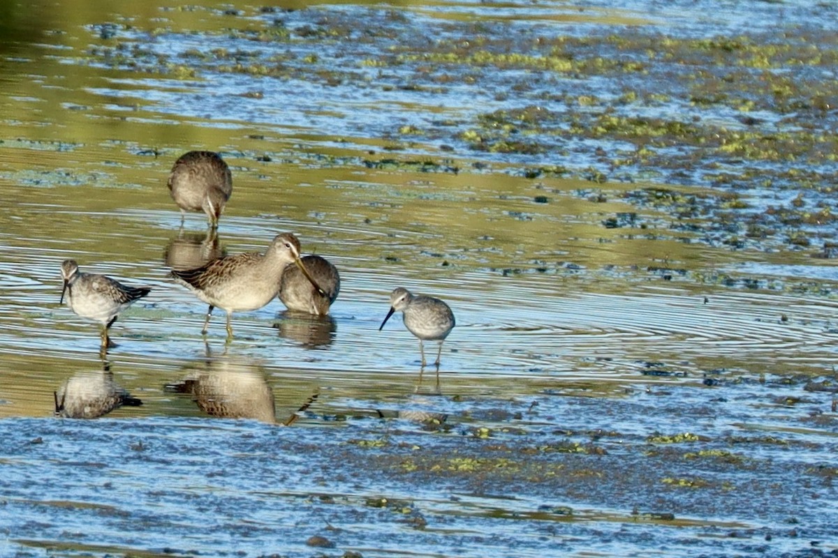 Stilt Sandpiper - ML643455820
