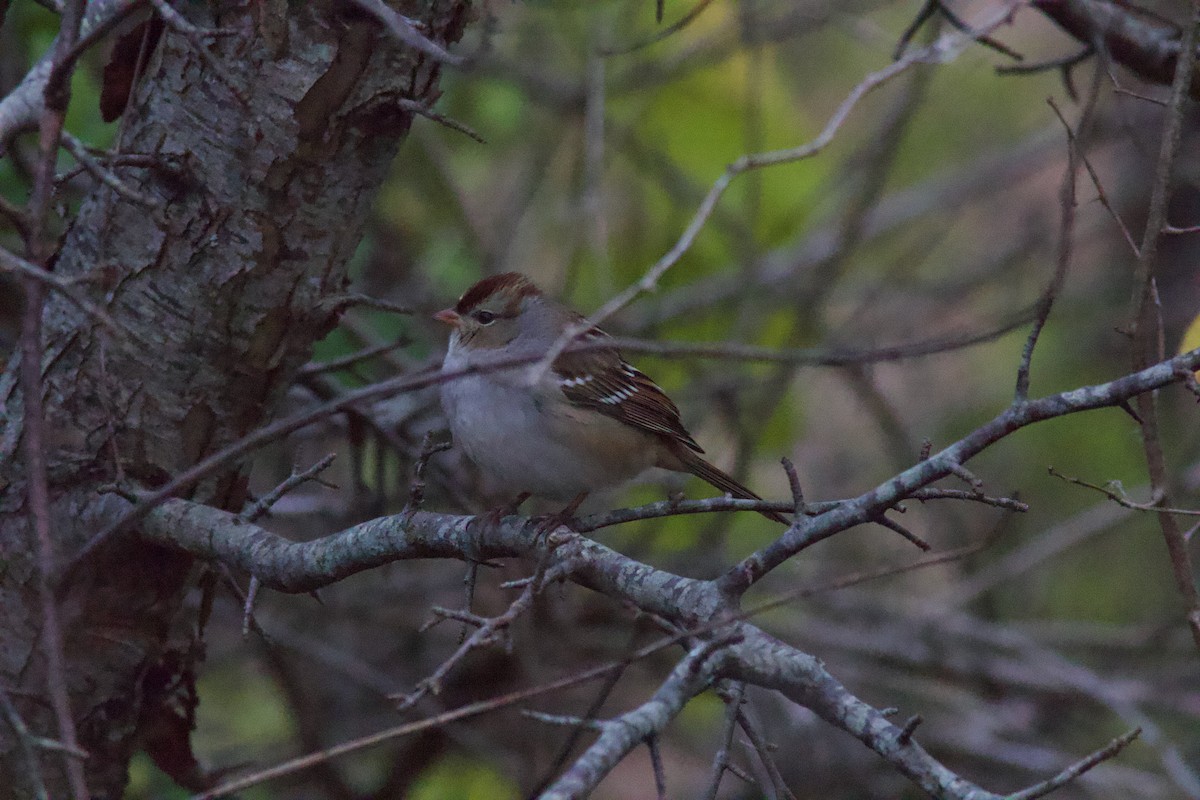 Bruant à couronne blanche - ML643455833
