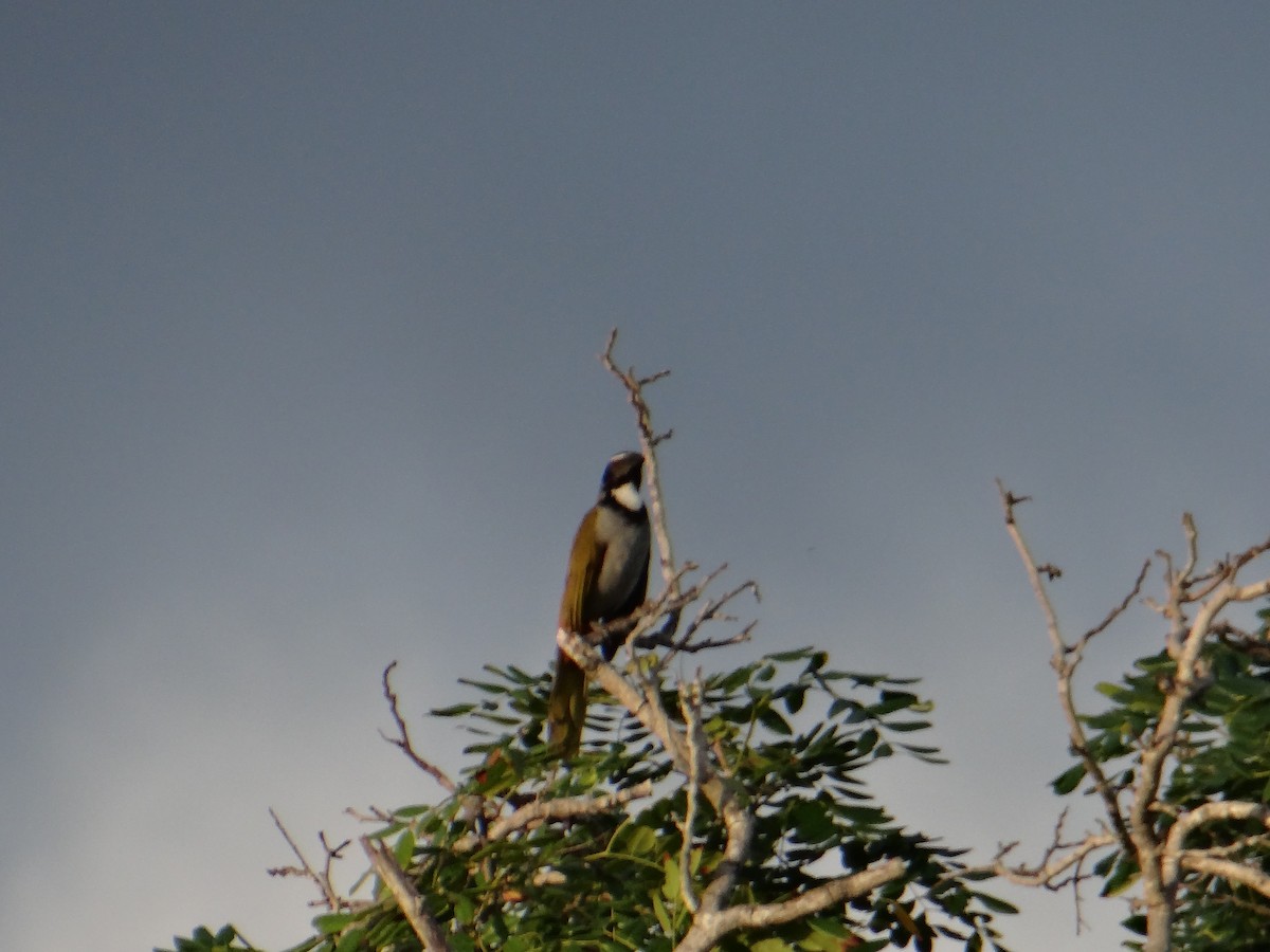 Black-headed Saltator - ML643455838