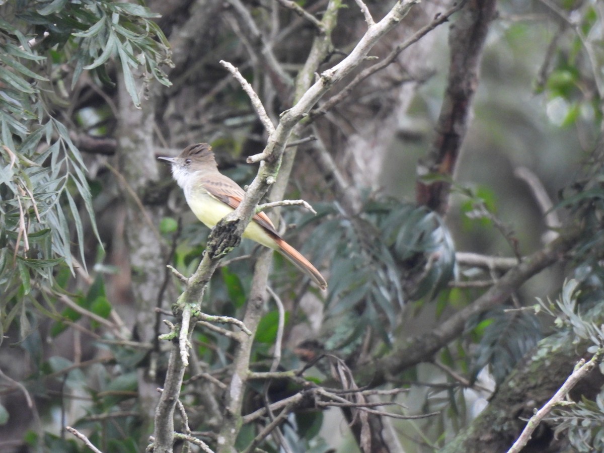 Dusky-capped Flycatcher - ML643455874