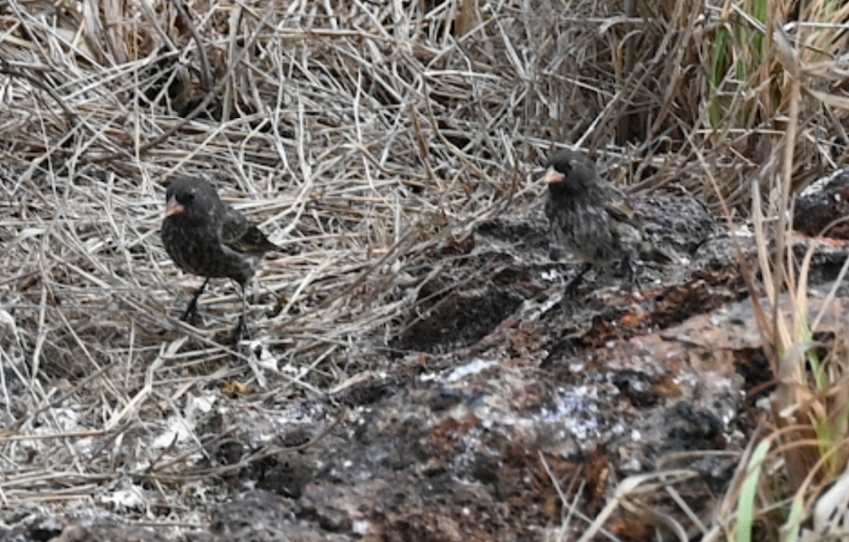 Genovesa Ground-Finch - ML643455883