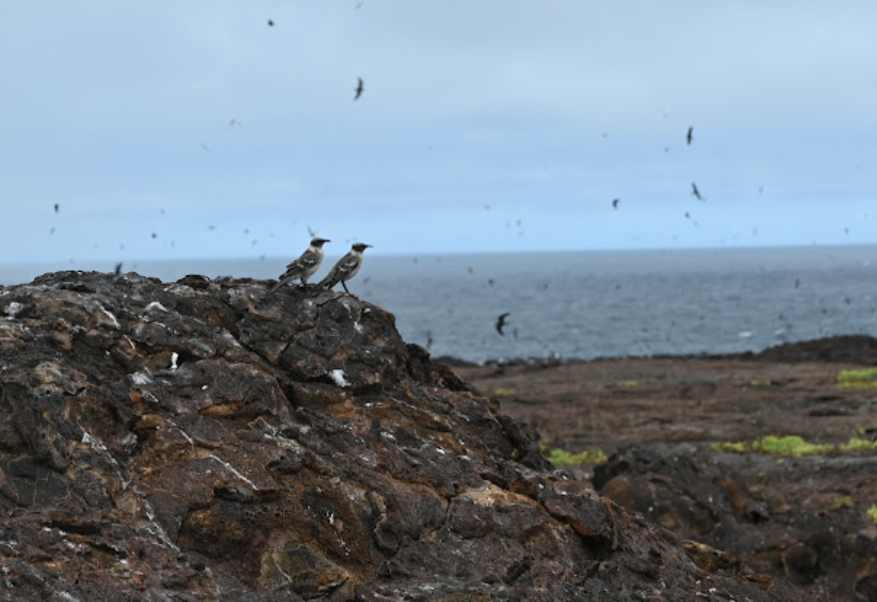 Galapagos Mockingbird - ML643455920