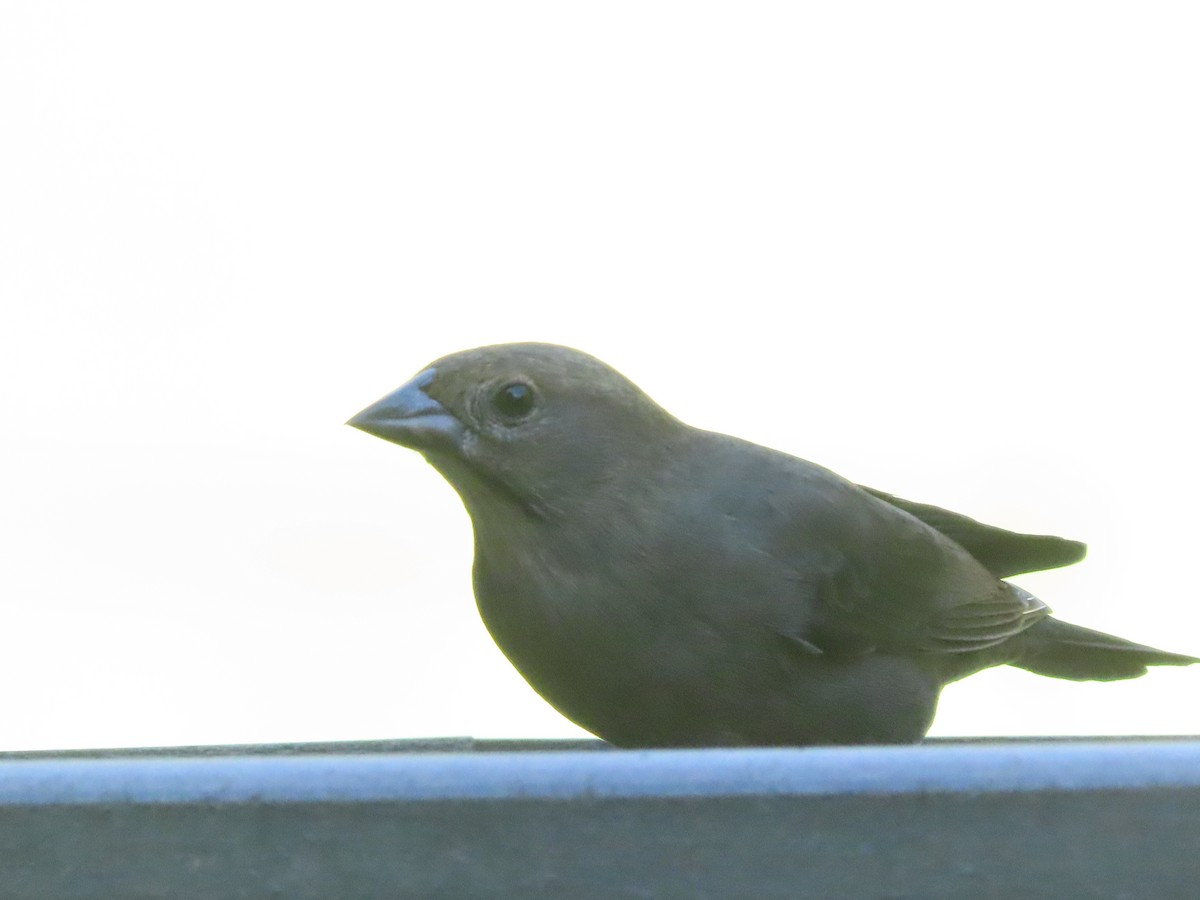 Brown-headed Cowbird - ML643455945