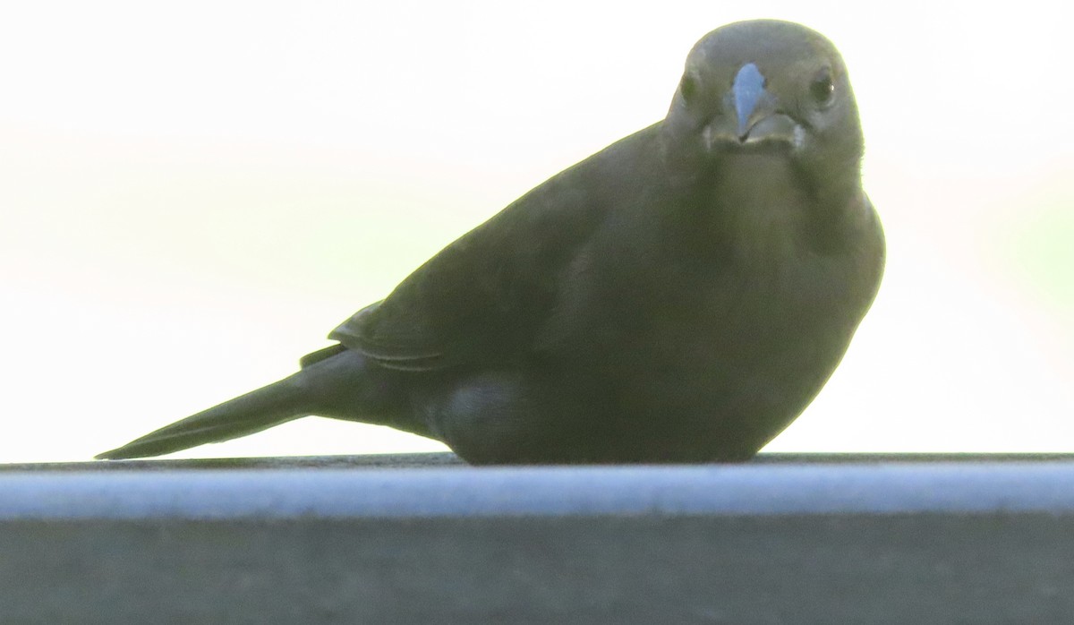 Brown-headed Cowbird - ML643455946