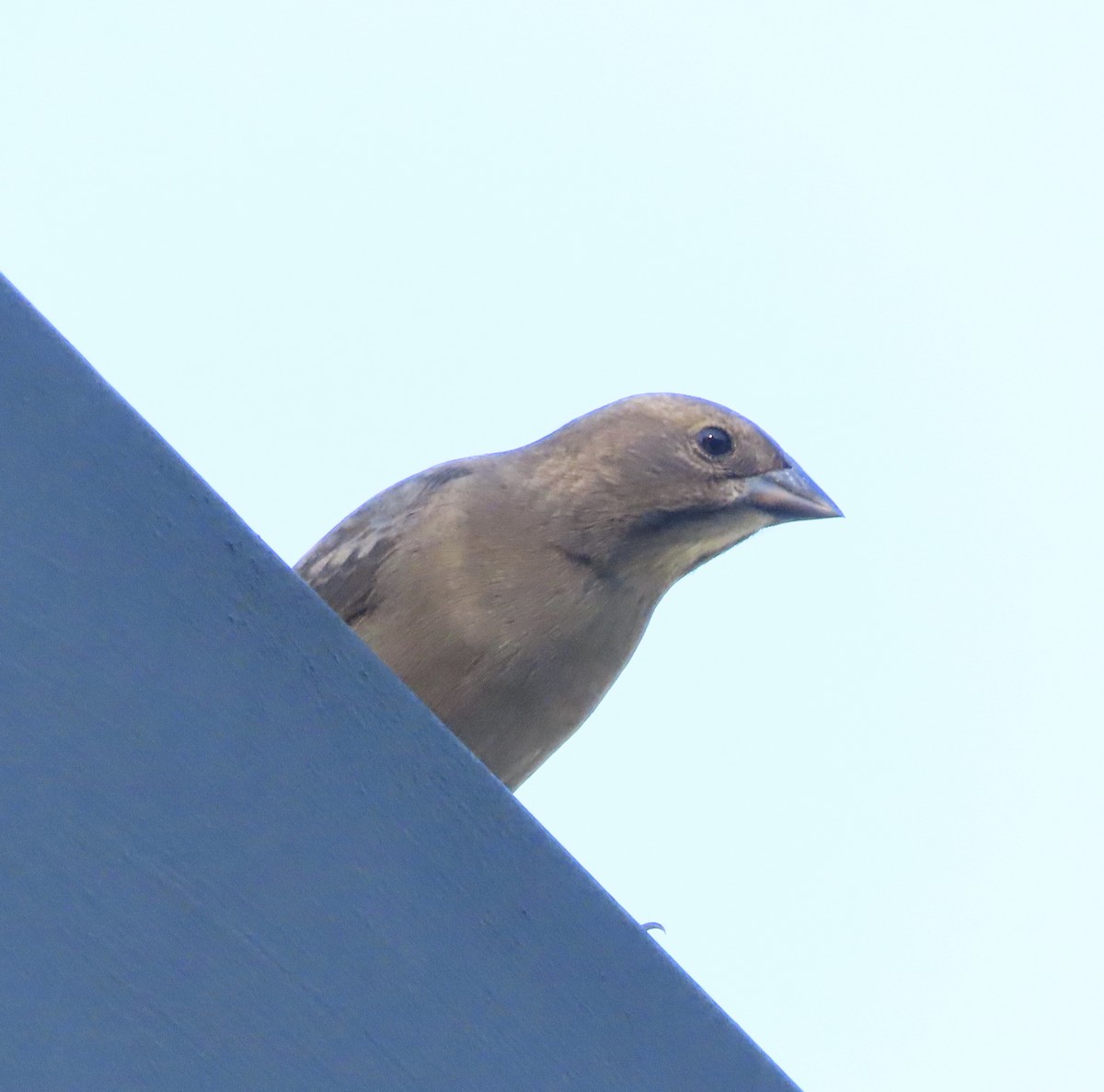 Brown-headed Cowbird - ML643455947