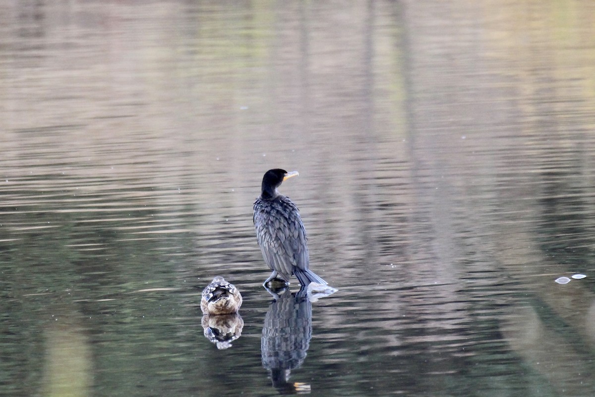 Double-crested Cormorant - ML643455953