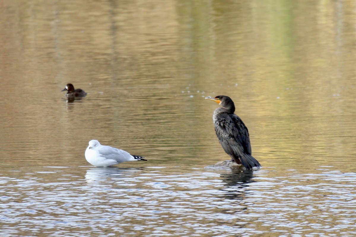 Double-crested Cormorant - ML643455954