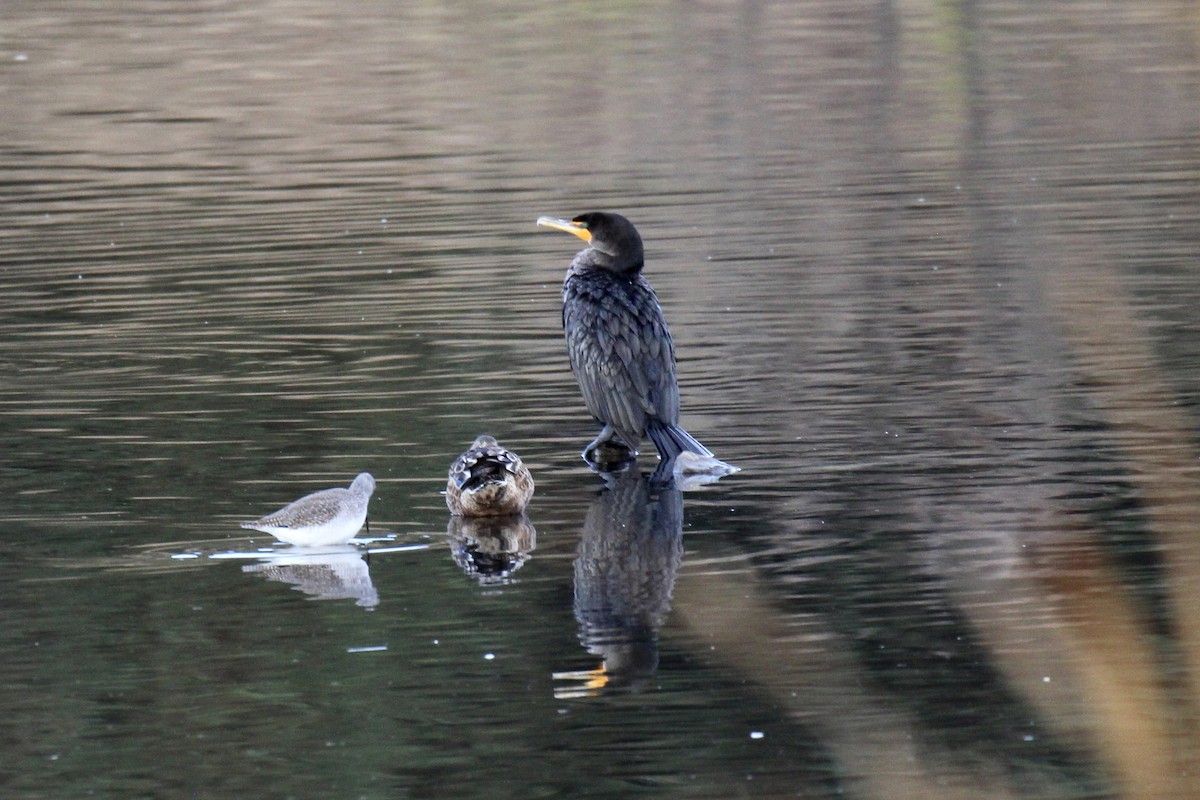 Double-crested Cormorant - ML643455955